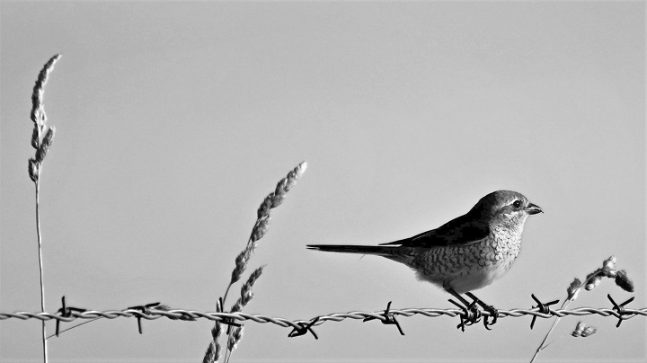 Biodiversité en nord-Lévézou